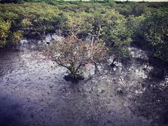 -北海金海湾红树林生态旅游区
