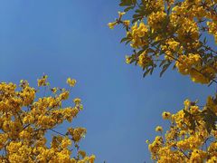 -鸿渡渔庄·特色鸭咀鱼