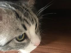 -猫大福·Fortune Cat猫舍(百子湾店)