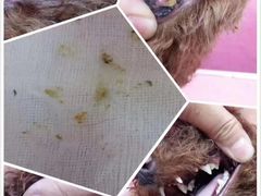 -爱宠屋pet shop·宠物洗澡·宠物美容