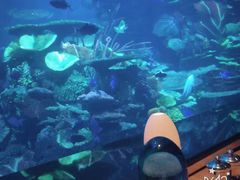 -迪拜帆船酒店海底餐厅