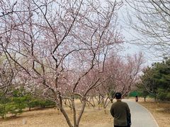 -永定河休闲森林公园