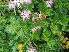 -白草畔自然风景区