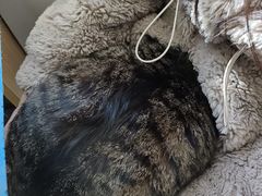 -瑞派·关忠动物医院·猫专科·犬专科(三环新城店)