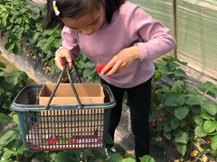 -小鱼草莓采摘园农家乐·小鱼餐厅