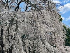 -醍醐寺