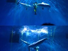 -芜湖新华联大白鲸海洋公园