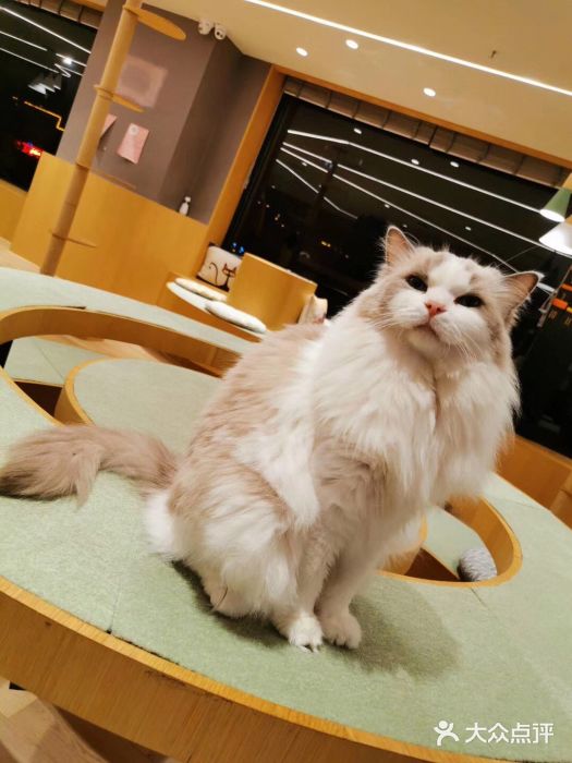 CAT’S MEWSTAR CAFE·喵星球猫屋(晴湾咖啡店)小可爱图片