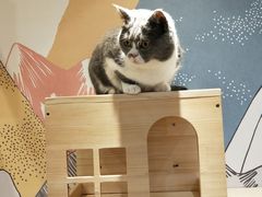 -滚猫咖啡·猫咖·猫友好撸猫(未来城店)