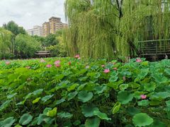 -莲湖公园