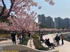 -新江湾城公园