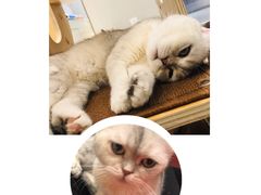 -飞行喵MR PILOT|猫舍·猫咖(静安大融城店)