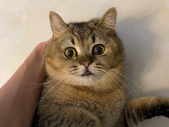 -来龙里 精致 东南亚餐室(万象城店)