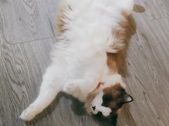 -猫十亿·布偶金渐层·曼基康矮脚猫舍(青年路店)