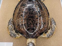 -天津古林古海岸遗迹博物馆