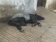 -石家庄市动物园