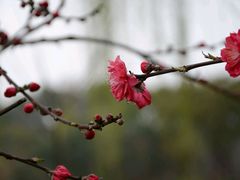 桃花-圩墩遗址公园