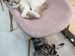 -糯米喵星人·撸猫猫舍咖啡馆(西市场嘉华店)