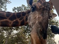 -清迈夜间动物园