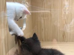 -屋虎猫馆(宝安大仟里店)