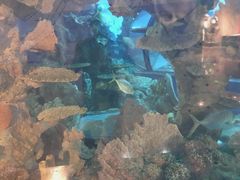 -乐从天佑城海洋馆