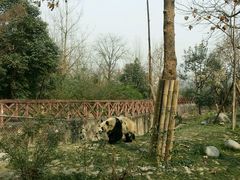 -成都大熊猫繁育研究基地