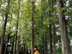 -上海长兴岛郊野公园