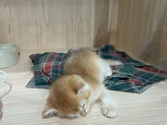 -爪爪喵星球·猫舍(卓悦中心店)