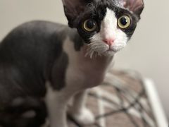 -pd派德宠物中心医院24H急重症·眼科中心·血液透析中心(嵩山北路店)