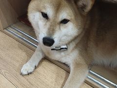 -是阿柴呀！柴犬咖啡·爱喵喵猫咖