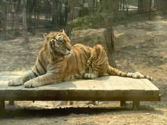 -大连森林动物园