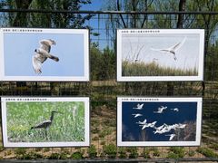 -野鸭湖国家湿地公园