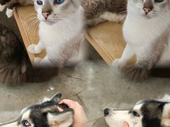 -more than meow吴止猫主题餐厅(承德 中船汇店)