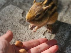 -五营红松林海景区