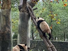 -都江堰中华大熊猫苑