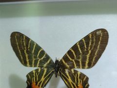 -上海昆虫博物馆