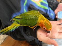 -吉丁鸟咖·异宠·寄养