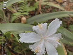 -南山植物园