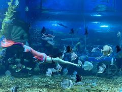 -顺德南宏海立方海洋公园