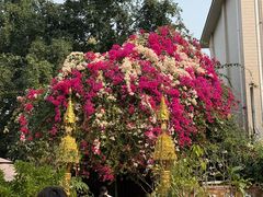 -品德宏·孔雀宴的发源地(金塔园店)