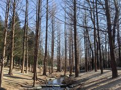 -白水寺森林公园