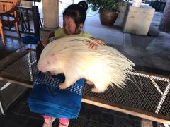 -清迈夜间动物园