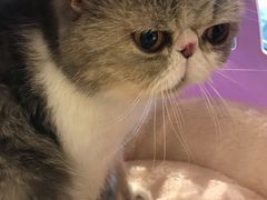 -momokira米努特·德文卷毛猫·棉花面纱犬