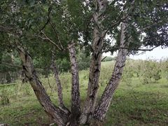 -乌兰布统草原