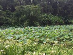 -金山植物公园