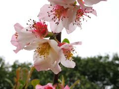 -白塘生态植物园