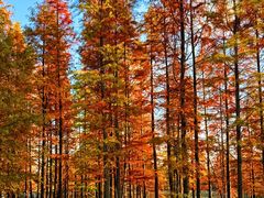 -白鹭湾湿地公园