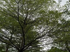 -映月湖公园