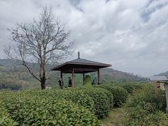 -十八棵（老龙井）御茶园(老龙井店)