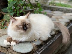 -喵屿·大理花园猫咖